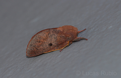 Psilopygida crispula