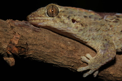 Geckolepis maculata