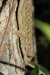 Geckolepis maculata
