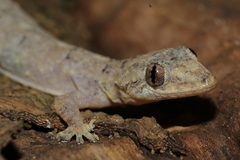 Hemidactylus mercatorius
