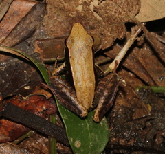 Mantidactylus