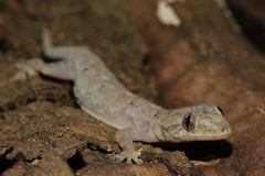 Hemidactylus mercatorius