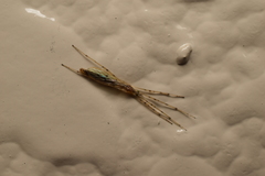 Styringomyia