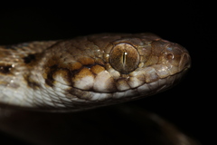 Madagascarophis colubrinus