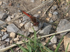 Sympetrum striolatum
