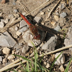 Sympetrum striolatum