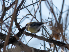 Parus major
