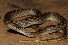 Madagascarophis colubrinus