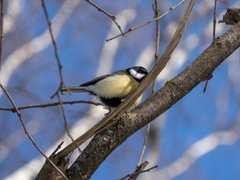 Parus major