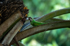 Psittacula alexandri