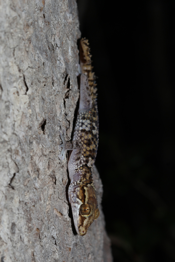Kirindy Leaf-Toed Gecko