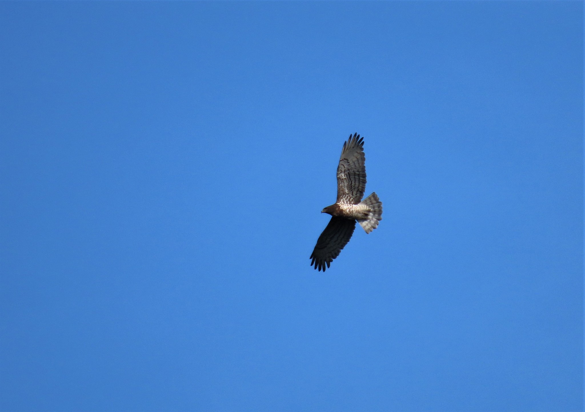 Short-toed Snake Eagle