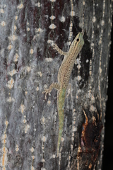 Phelsuma mutabilis