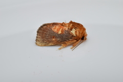 Demonarosa rufotessellata