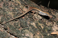 Trachylepis gravenhorstii