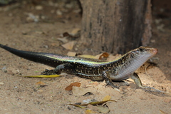 Zonosaurus laticaudatus