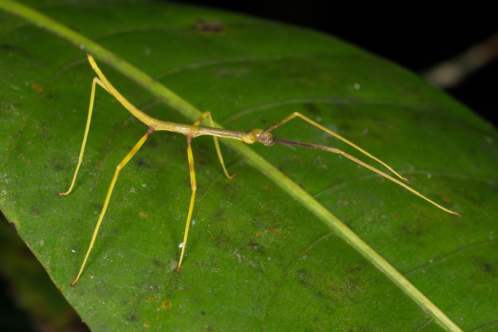 Sadyattes annulatus