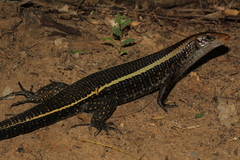 Zonosaurus laticaudatus