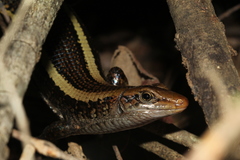 Zonosaurus laticaudatus