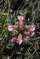 Harveya pauciflora