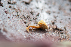 Uloborus barbipes