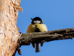 Parus major