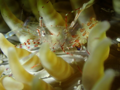 Ancylomenes aesopius