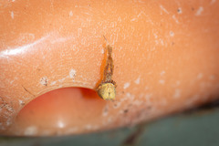 Uloborus barbipes