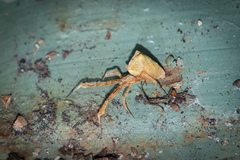 Uloborus barbipes