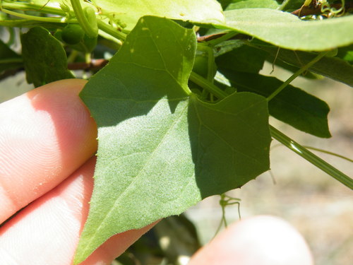 Image of Zehneria marlothii by (c) Antoinette Eyssell Knox, some rights reserved (CC BY-SA)