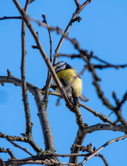 Cyanistes caeruleus