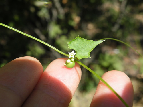 Image of Zehneria marlothii by (c) Antoinette Eyssell Knox, some rights reserved (CC BY-SA)