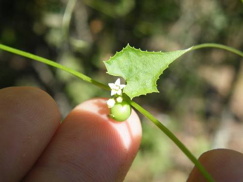 Image of Zehneria marlothii by (c) Antoinette Eyssell Knox, some rights reserved (CC BY-SA)