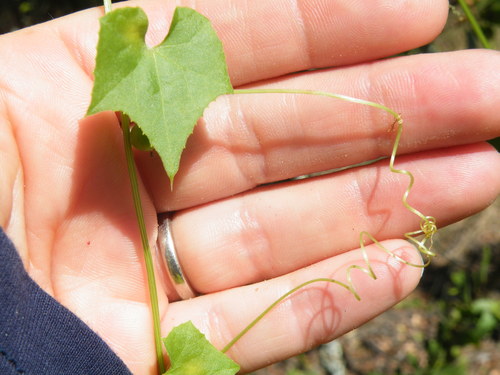 Image of Zehneria marlothii by (c) Antoinette Eyssell Knox, some rights reserved (CC BY-SA)