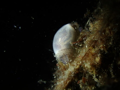 Atys semistriatus