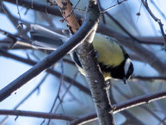 Parus major