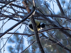 Parus major