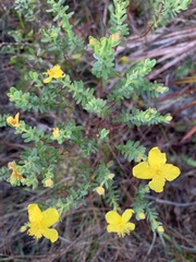 Hypericum microsepalum