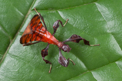 Pulchriphyllium bioculatum