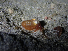 Sepiadarium austrinum