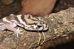 Coleonyx mitratus