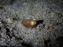 Sepiadarium austrinum