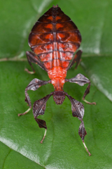 Pulchriphyllium bioculatum