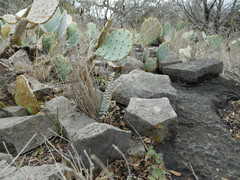 Astrolepis integerrima