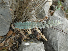 Astrolepis integerrima