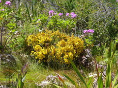 Cyclopia genistoides