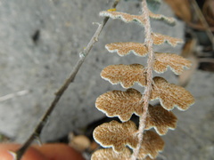 Astrolepis integerrima