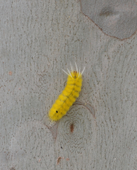 Lophocampa annulosa