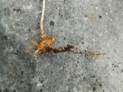 Astrolepis integerrima