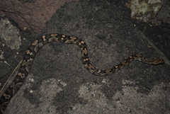 Trimorphodon quadruplex